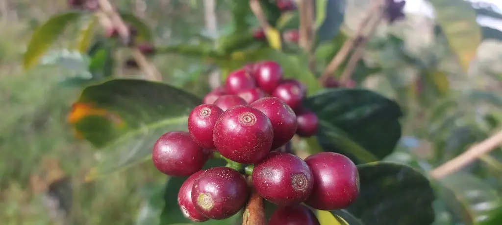 primer puesto amazonas 2025.webp